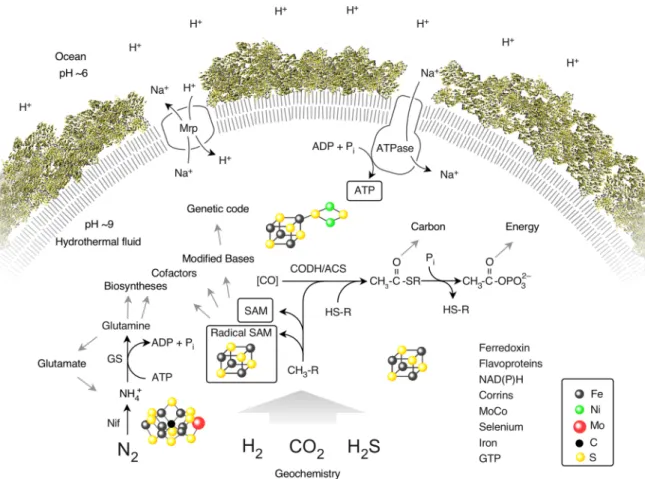 Fig 3. The physiology of LUCA. Summary of the main interactions of LUCA with its environment, reprinted with permission from [78]