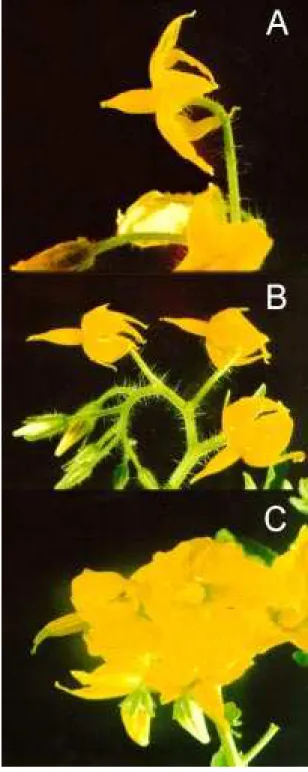Figura 1. Híbrido interespecífico (B), reunindo as carac- carac-terísticas de estigma projetado do genitor masculino L. peruvianum (C) e pilosidade do genitor feminino L. esculentum (A).