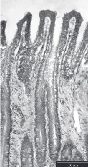 Figure 10. Semithin section of the bottom of a mucous gland in  the papillary zone. Ar row head indicates a secretory cell type  with small dense granules and the black arrow depicts the  su-pranuclear granules of another secretory cell