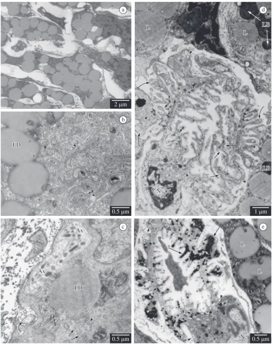 Figure  2.  Dorsal  body  (DB)  cells  of  the  M.  abbreviatus.  a)  DB  fixed  in  summer  (non-reproductive  period)  showing  a  shrunken process filled with lipid droplets and an increased intercellular connective space