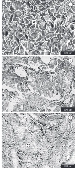 Figure 1. Histological sections of Nodipecten nodosus female gonad showing the different stages of the reproductive cycle: 