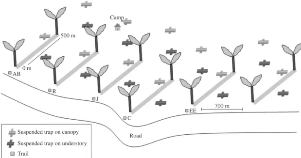 Figure 2. Schematic map of the trails and collection locations in the forest reserve at km 41, Manaus, AM.