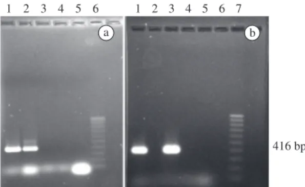 Figure 1. PCR results with specific primers for the   cry1ac  gene.1a  and  1b:    positive  controls  (pUBC  DNA);  the   ex-pected  amplification  product  of  416  bp  is  evident