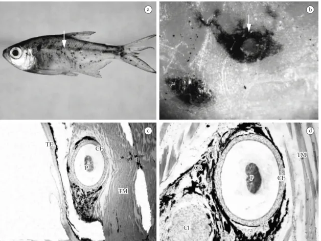 Figure 2. Black spots Disease. a) Copy of Astyanax fasciatus parasitized b) detail of black spot, c-d) photomicrographs of  trematode digenetic parasites, c-d) 100×-400×; TE - Epithelial tissue; CF - Fibrous layer CR - Chromatophores; TM -  Mus-cular tissu