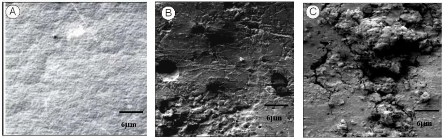 Figure 8 - SEM micrographs of PCL films: A-virgin, B-biotreated in soil for 60 days, and C- C-biotreated in soil with landfill leachate for 60 days