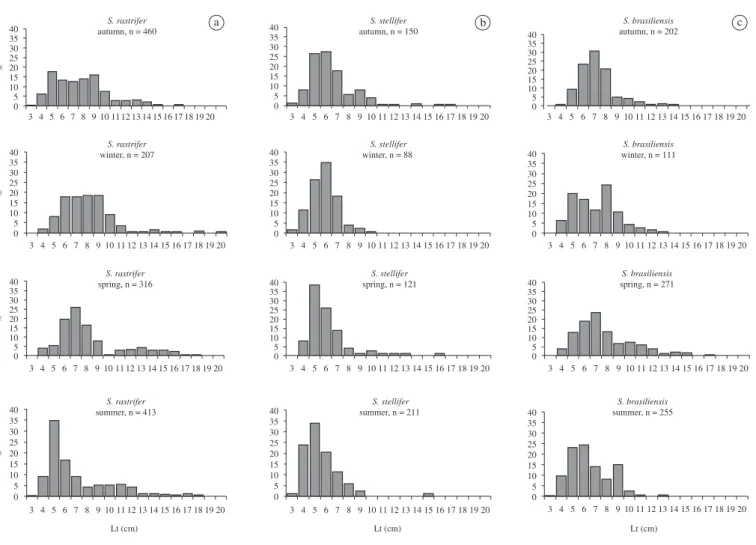 Figure 4. Frequency (%) of classes of total length recorded during the seasons of the year of Stellifer rastrifer, Stellifer stellifer and Stellifer brasiliensis captured in Armação of Itapocoroy,  Penha, SC, from April 2006 to March 2007.