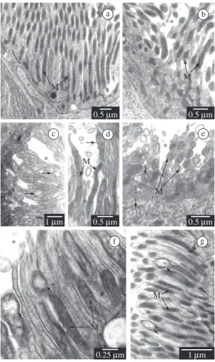 Figure 2. Goblet cell in Diatraea saccharalis non-parasit- non-parasit-ized larvae (a-b) and parasitnon-parasit-ized by  Cotesia  flavipes (c-g)
