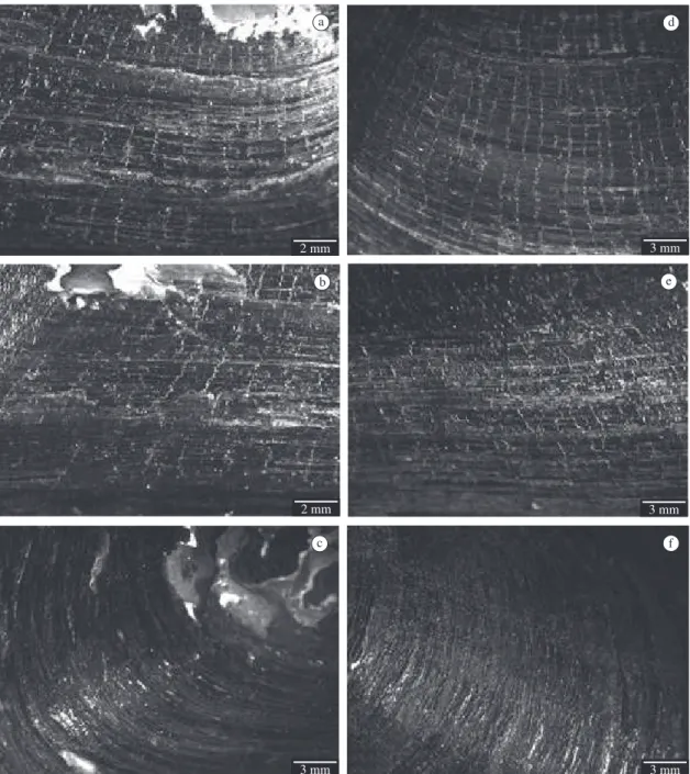 Figure 3. a-c) Sculpture of the periostracum in shells of Anodontites tenebricosus: a) Anterior, b) Medium and c) Posterior  region