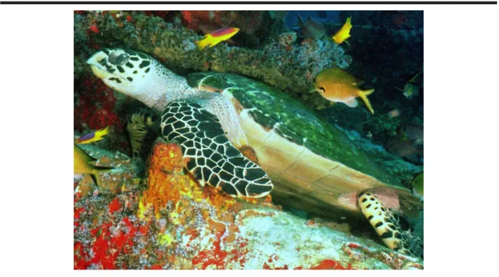 Fig. 3. A hawksbill turtle (Eretmochelys imbricata) characteristically positioned under a rocky ledge, a behaviour that may either indicate a resting episode or a cleaning interaction with shrimps.