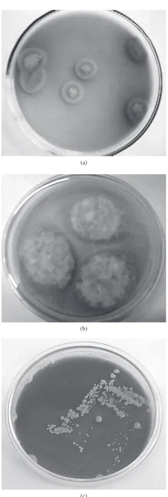 Figure  2.  Plates  with  isolated  colonies:  a)  FUN1:   Aspergillus  sp.; 