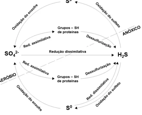 Figura 3 – Esquema representativo do ciclo do enxofre. 