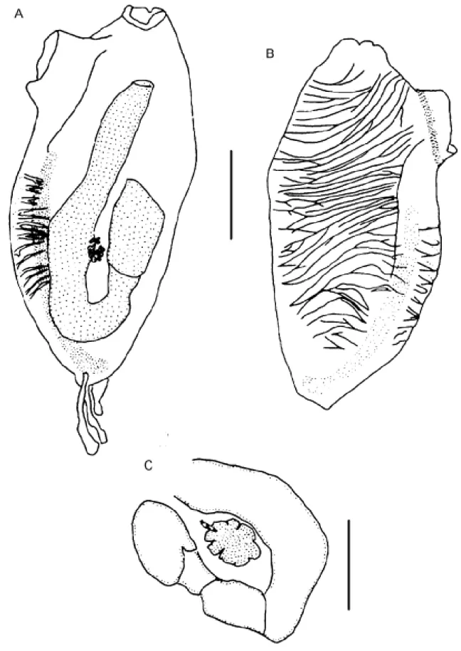 Figure 1.  Perophora regina Goodbody &amp; Cole, 1987. (A) left side of the zooid; (B) right side of the zooid; (C) detail of the abdomen with gonad