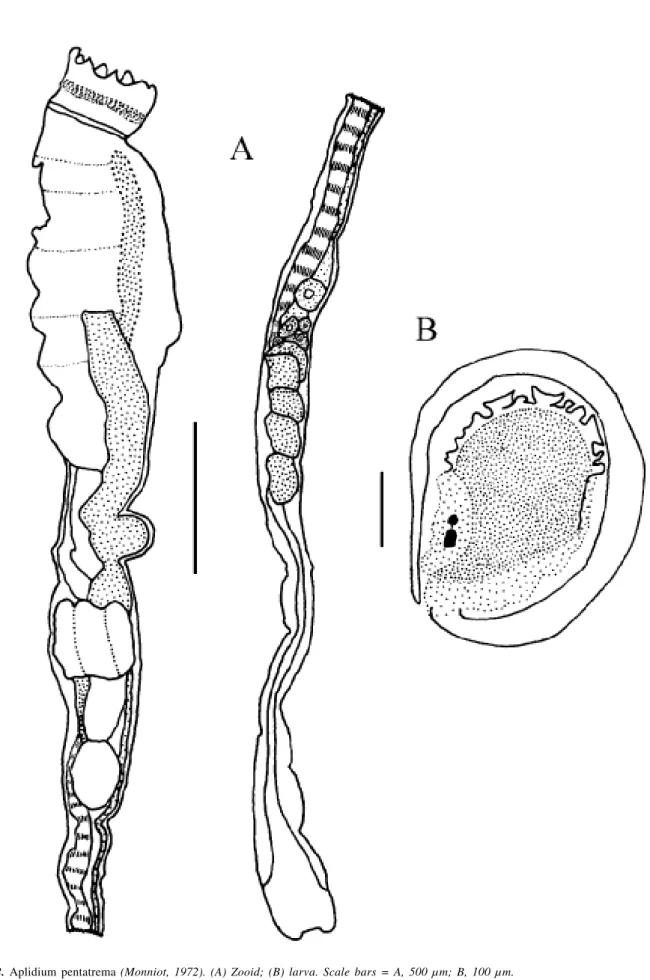 Figure 2. Aplidium pentatrema (Monniot, 1972). (A) Zooid; (B) larva. Scale bars = A, 500 µm; B, 100 µm.