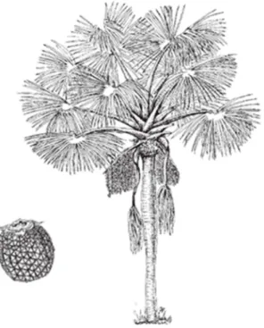 Figura 3. Palmeira de buriti 