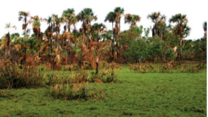 Figura  3.  Uma  vereda  modificada  por  queimada  visando  a  rebrota  de  gramíneas no Parque Nacional das Nascentes do Rio Parnaíba, na região norte  do Cerrado (estado do Piaui), Brasil.