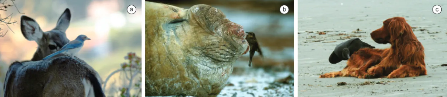 Figure 1. a) The northernmost Neotropical cleaner bird, a Western Scrub Jay (Aphelocoma californica) perches on the back of a mule deer; b) one of the  southernmost Neotropical cleaner birds, the Blackish Cinclodes (Cinclodes antarcticus) pecks at clots an