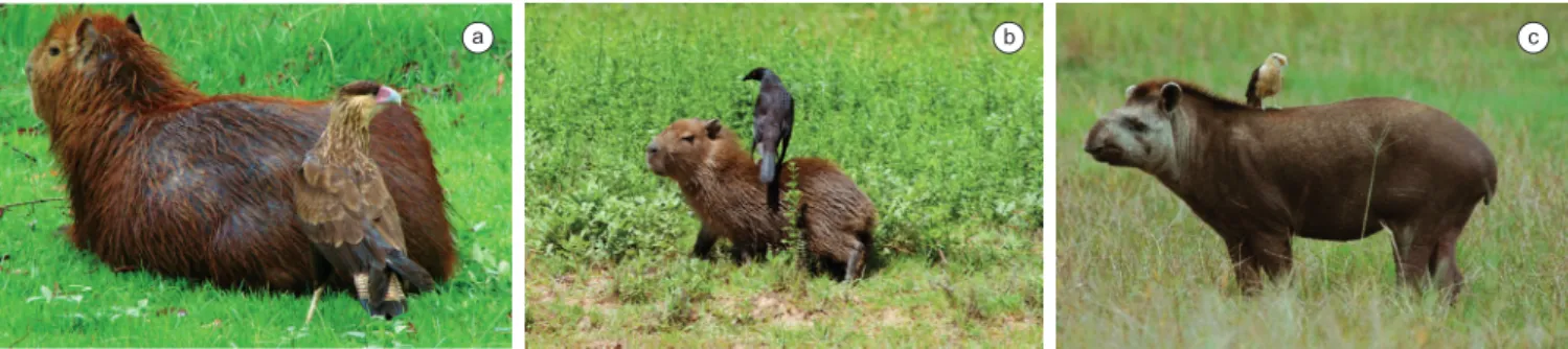 Figure 4. Additional capybara cleaners and tapir as a client: a) a juvenile Southern Caracara (Caracara plancus) approaches a resting adult capybara to pick  ticks from its rump; b) not even pups are spared from the attention of energetic cleaners such as 