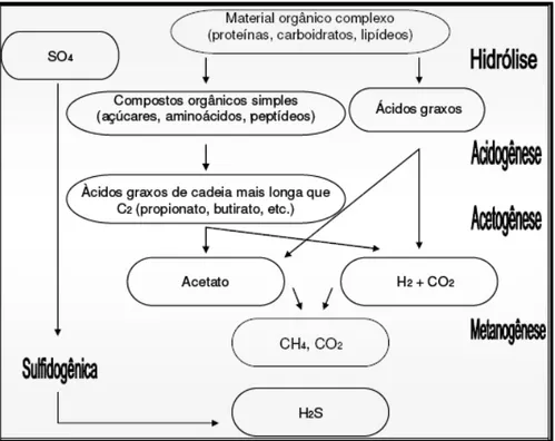 Figura 01 - Seqüência metabólica e grupos microbianos da biodigestão anaeróbia  (adaptado de FORESTI et al., 1999; Rivera-Ramirez et al