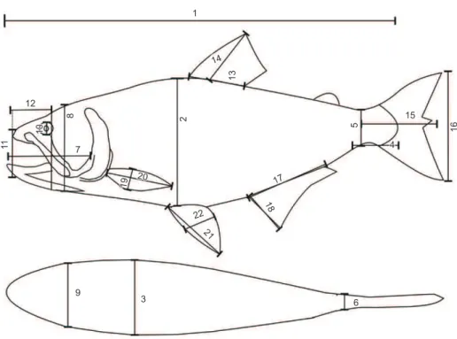Figure 2. Morphological measurements: 1) standard body length (SBL), 2) maximum body height (MBH), 3) maximum body width (MBW), 4) caudal peduncle  length (CPdL), 5) caudal peduncle height (CPdH), 6) caudal peduncle width (CPdW), 7) head length (HL), 8) he