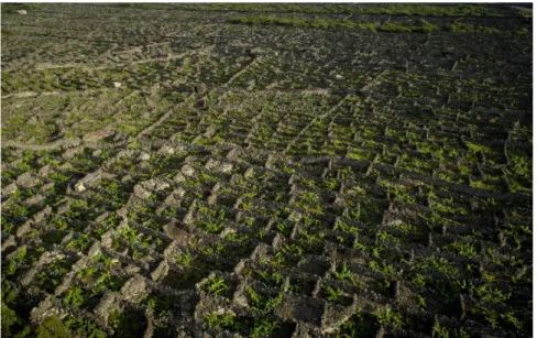 Fig. 2. «Currais» de vinha Foto: Paulo Pereira/Parque Natural do Pico