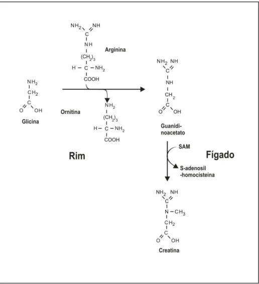 Figura 4 - Processo da síntese da creatina nos diversos oranismo (Blanco &amp; Blanco, 2011)