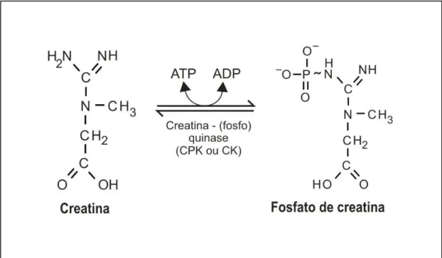 Figura 5 - Reações bioquímicas do sistema energético ATP-CrP 