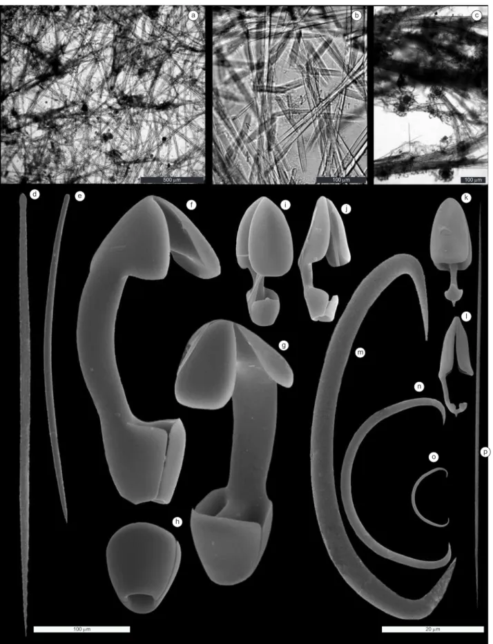 Figure 4. Mycale (Mycale) alagoana sp.nov. (MNRJ 4624, holotype). a) tangential section of ectosomal skeleton