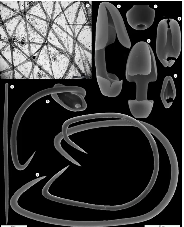 Figure 5. Mycale (Naviculina) diversisigmata Van Soest, 1984 (MNRJ 4721). a)tangential section of ectosomal skeleton