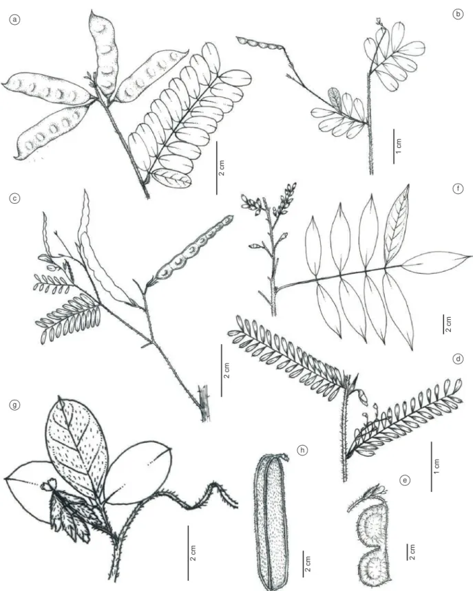 Figure 2. a. Abrus precatorius L. - part of the branch with fruit (Caboco &amp; Sciamarelli 01); b