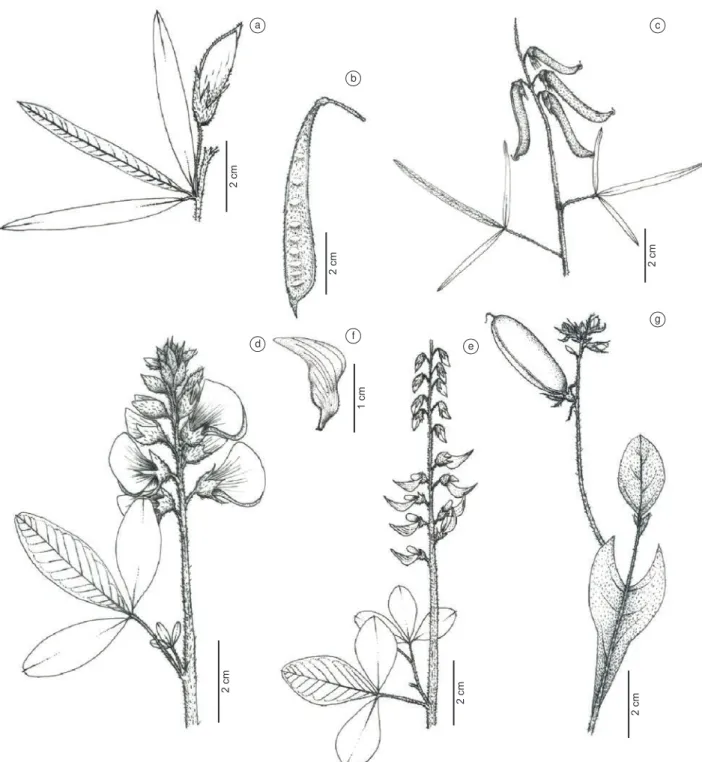 Figure 3. a-b.  Collaea speciosa (Loisel.) DC. a. - part of the branch with flower; b