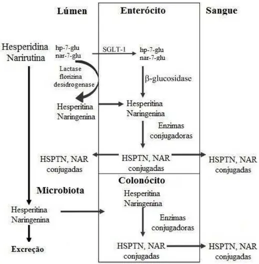 Figura 4. Caminhos metabólicos da Hesperidina e Narirutina (Adaptado de NIELSEN et al, 2006) 