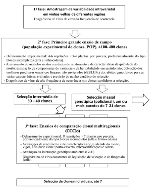 Figura 1- Esquema da metodologia de seleção clonal em Portugal. Fonte: PORVID, 2018 