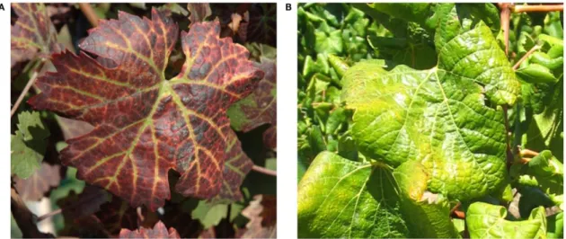 Figura 8. Sintomas típicos da doença do enrolamento foliar da videira. (A) Casta tinta de  Vitis  vinifera,  Cabernet  Franc;  (B)  Casta  branca  de  Vitis  vinifera,  Chardonnay
