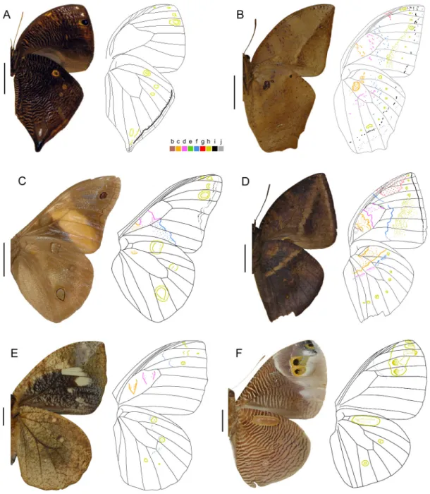 Figure 1. Male wings in ventral view plus a schematic drawing showing color-coded pattern elements