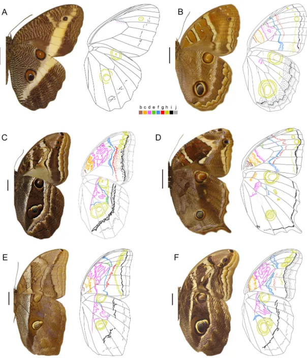 Figure 2. Male wings in ventral view plus a schematic drawing showing color-coded pattern elements