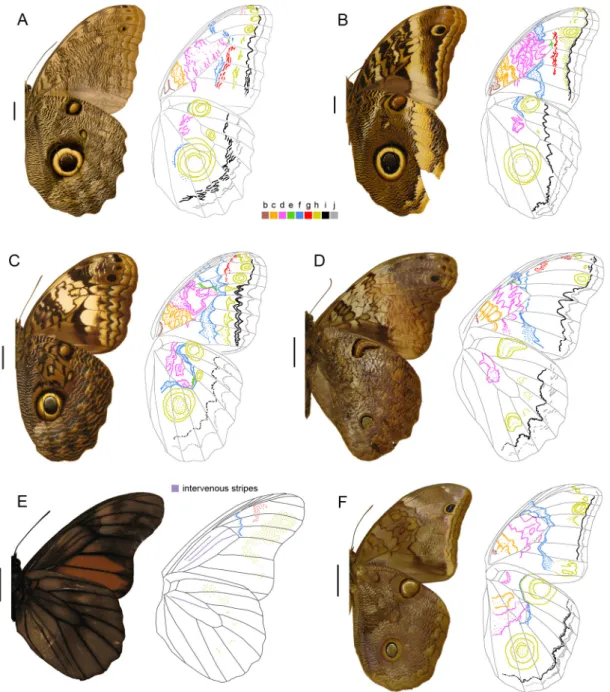 Figure 3. Male wings in ventral view plus a schematic drawing showing color-coded pattern elements