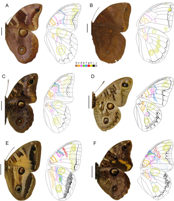 Figure 4. Male wings in ventral view plus a schematic drawing showing color-coded pattern elements