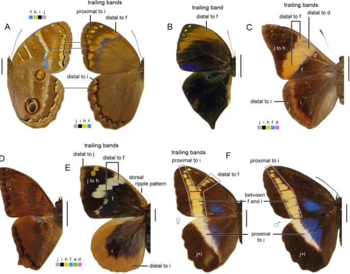 Figure 5. Wings in dorsal view (except for A, left side) indicating color-coded pattern elements and trailing bands