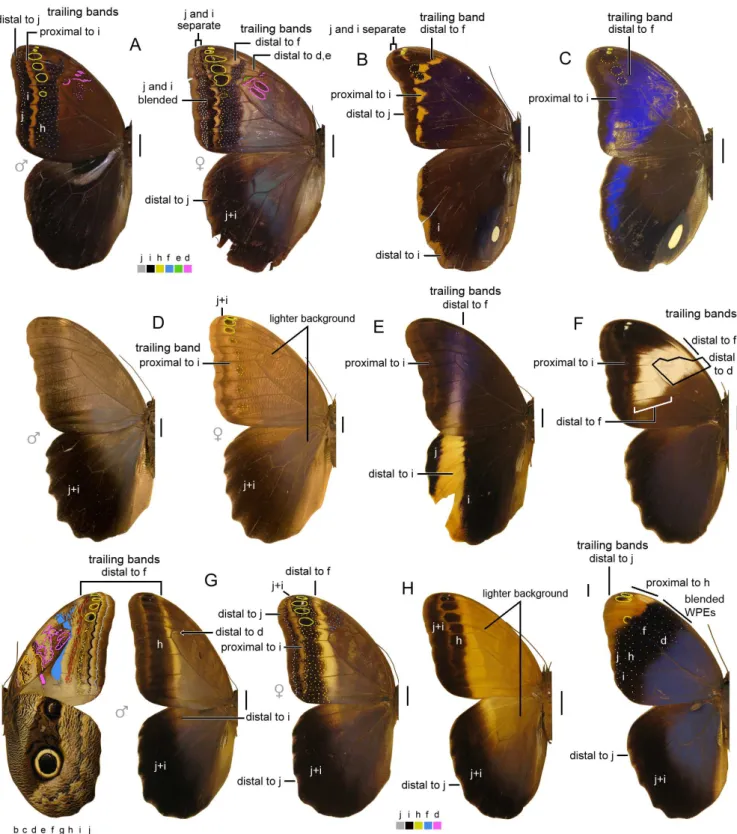 Figure 6. Wings in dorsal view (except for G, left side) indicating color-coded pattern elements and trailing bands