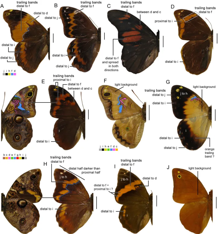 Figure 7. Male wings in dorsal view (except for E and H, left side) indicating color-coded pattern elements and trailing bands