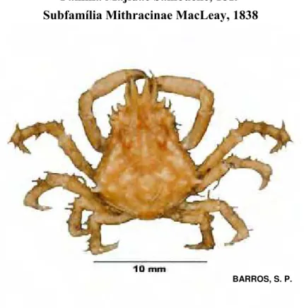 Figura 13. Vista dorsal de Microphrys bicornutus (Latreille, 1825). 