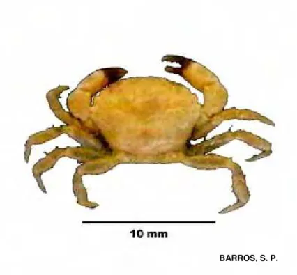 Figura 22. Vista dorsal de Panopeus austrobesus Williams, 1983. 