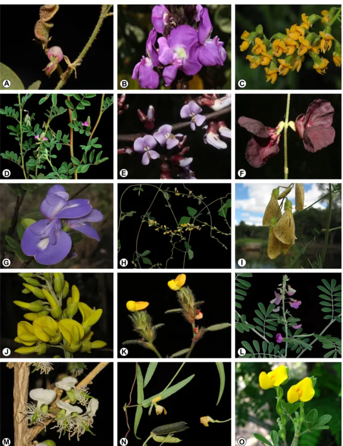 Figura 3. Diversidade morfológica de representantes de Papilionoideae em remanescentes de Mata Atlântica do Rio Grande do Norte, Brasil