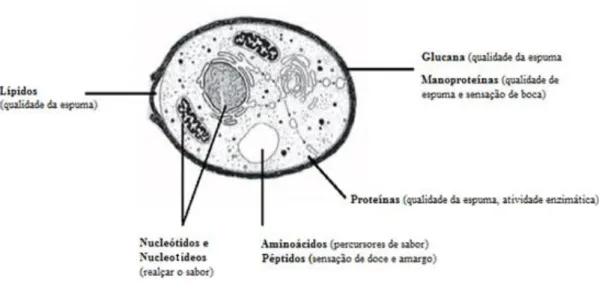 Figura 7 - Origem dos diferentes compostos liberados por leveduras durante a autólise[16]