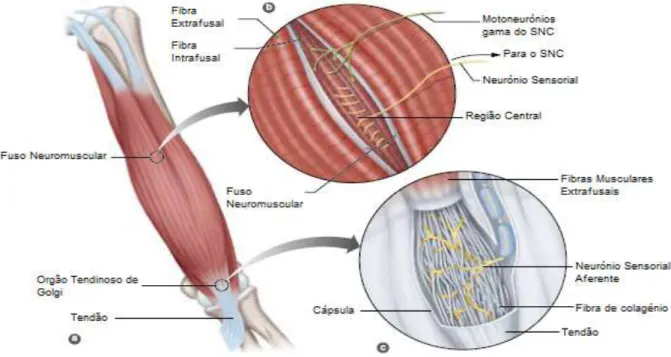 Figura  3  –  a)  Ventre  do  músculo,  b)  Fusoneuromuscular  e  c)  Órgão  Tendinoso  de  Golgi,  readaptado de Kenney et al., 2012