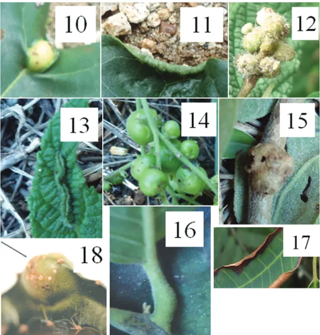 Table 3. Distribution of insect gall morphotypes by shape in Ilha do Cabo  Frio (Arraial do Cabo, RJ, Brazil).