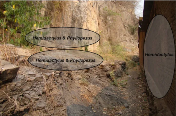 Figure 1. Ecological distribution of Phyllopezus pollicaris (PP) and  Hemidactylus mabouia (HM) in Porto Marina Limoeiro, Corumbá