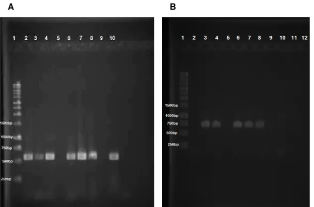 Figura 3. Amplificação dos fragmentos de DNAmt de duas linhagens de T. remus. 1-  Ladder 1kb, 2-4 - LB, 6-8 -  LV, 9 - Controle negativo, 10 -  Controle  positivo