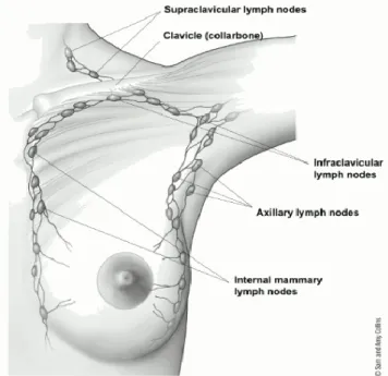 Figura 2 - Gânglios linfátios em relação ao peito  Fonte: American Cancer Society. (2016)