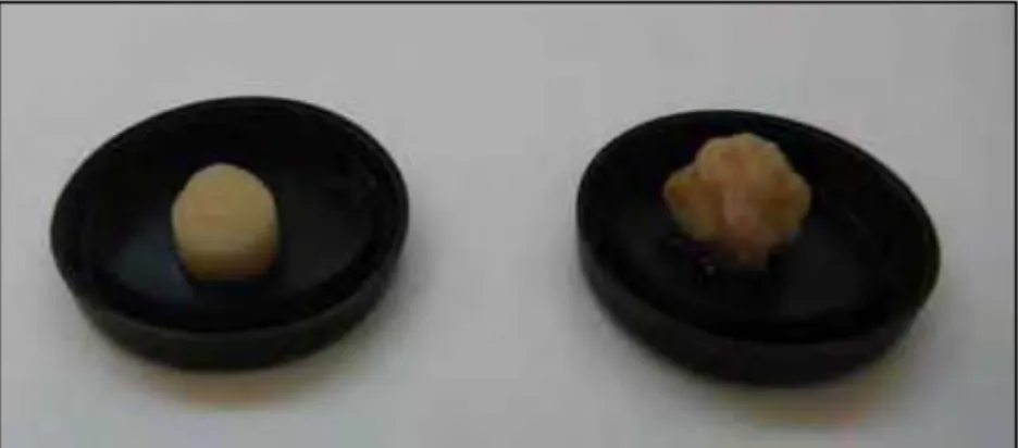 Figura 3 - Tampa da armadilha do tipo “pitfall”, com solução aquosa de mel (70%)  embebido em algodão hidrófilo (esquerda) e sardinha (direita), para a coleta de  formigas em parreirais